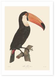 East End Prints Toucan Art Print - A2 - thumbnail 2