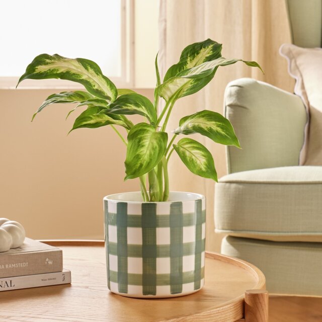 Argos Home Green Gingham Ceramic Planter - image 1