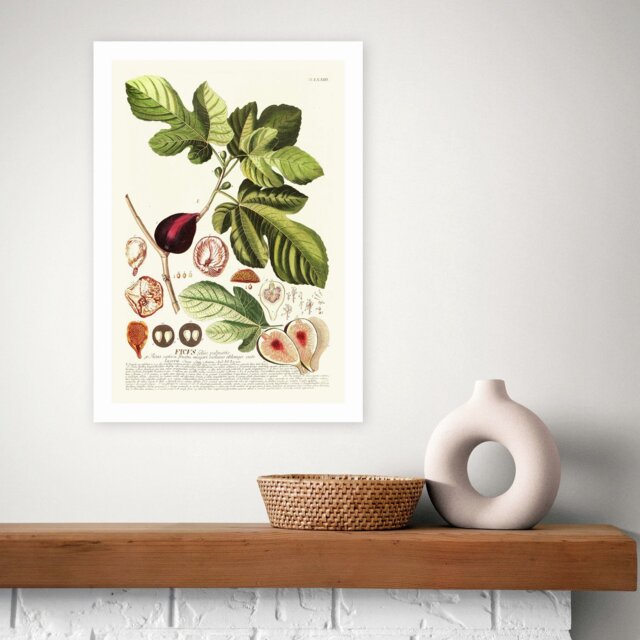 East End Prints Ficus Art Print - A2 - image 1