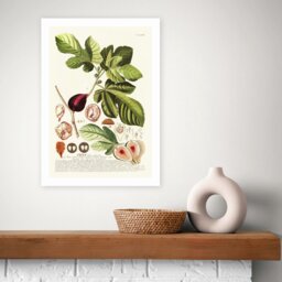 East End Prints Ficus Art Print - A2