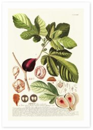 East End Prints Ficus Art Print - A2 - thumbnail 2