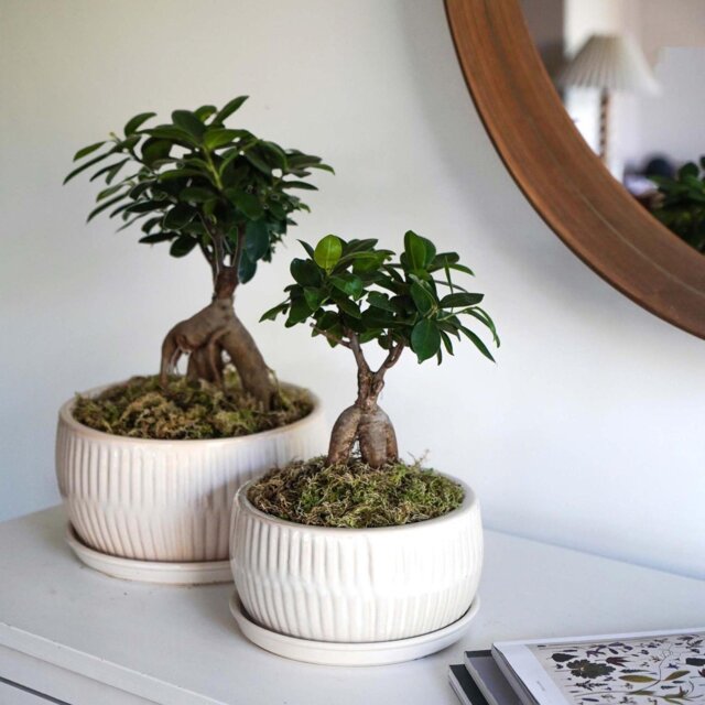 Ivyline Round Bonsai Planter Set of 2 - White - image 1