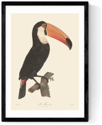 East End Prints Toucan Black Frame Art Print - A2 - thumbnail 2