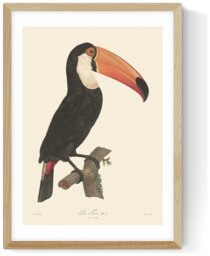 East End Prints Toucan Oak Frame Art Print - A2 - thumbnail 2