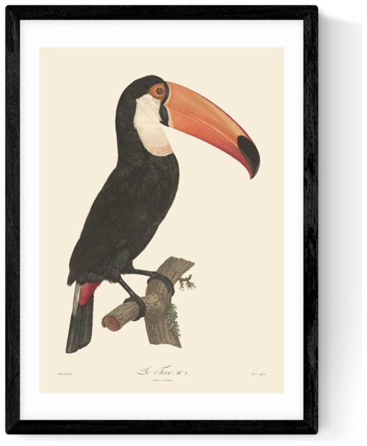 East End Prints Toucan Black Frame Art Print - A3 - image 1
