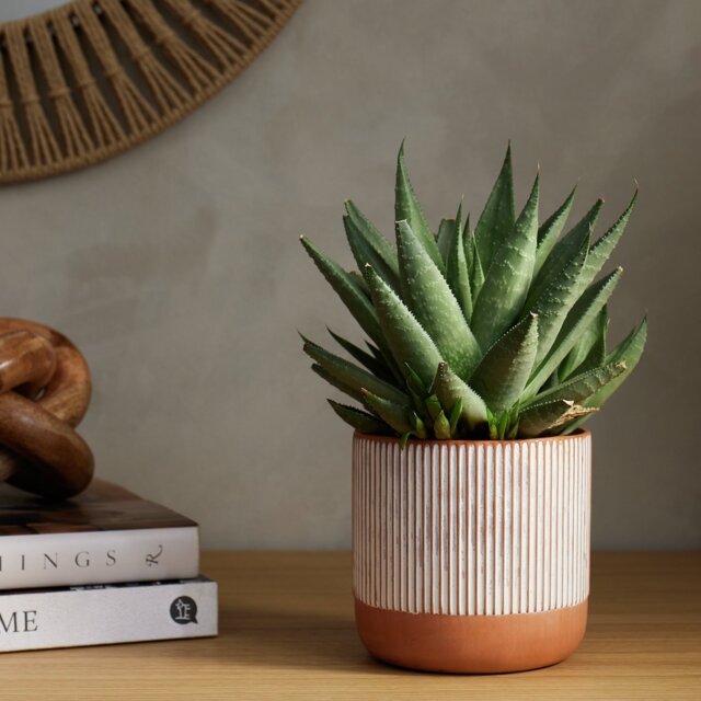 Habitat Terracotta Medium Planter - Orange - image 1