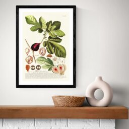 East End Prints Ficus Black Frame Art Print - A2