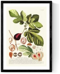 East End Prints Ficus Black Frame Art Print - A2 - thumbnail 2