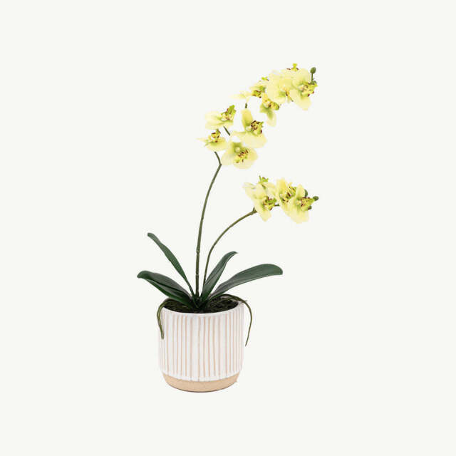 Artificial Cream Orchid in Ribbed White Ceramic Pot, Large