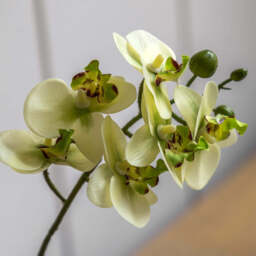 Artificial Cream Orchid in Ribbed White Ceramic Pot, Small - thumbnail 5