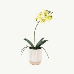 Artificial Cream Orchid in Ribbed White Ceramic Pot, Small