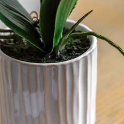 Artificial Cream Orchid in Ribbed White Ceramic Pot, Small - thumbnail 3