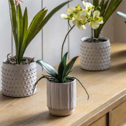 Artificial Cream Orchid in Ribbed White Ceramic Pot, Small - thumbnail 2