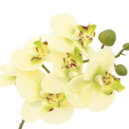 Artificial Cream Orchid in Ribbed White Ceramic Pot, Small - thumbnail 4