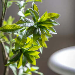 Artificial Potted Pierisjaponica Tree - thumbnail 3