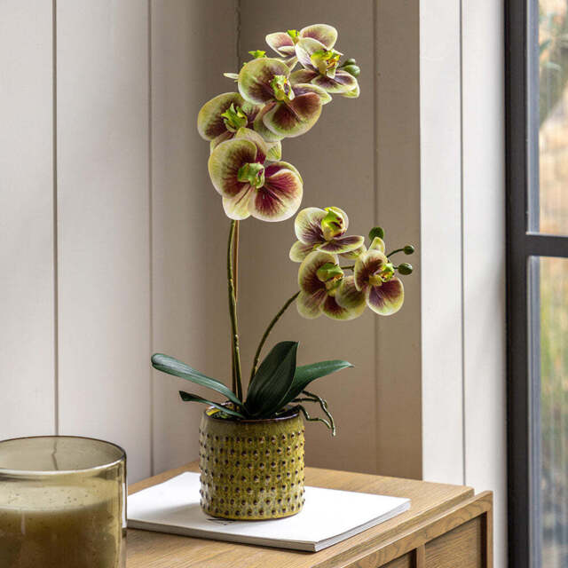 Artificial Orchid Multicolour in Moss Ceramic Dot Pot - image 1