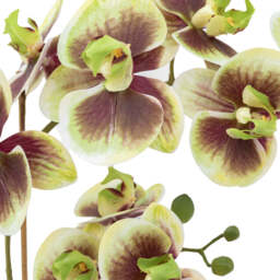 Artificial Orchid Multicolour in Moss Ceramic Dot Pot - thumbnail 6