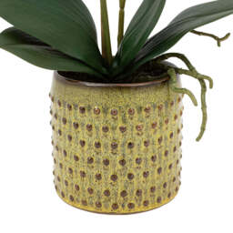 Artificial Orchid Multicolour in Moss Ceramic Dot Pot - thumbnail 5
