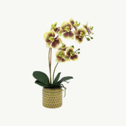 Artificial Orchid Multicolour in Moss Ceramic Dot Pot - thumbnail 3