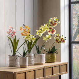 Artificial Orchid Multicolour in Moss Ceramic Dot Pot - thumbnail 7