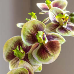 Artificial Orchid Multicolour in Moss Ceramic Dot Pot - thumbnail 4