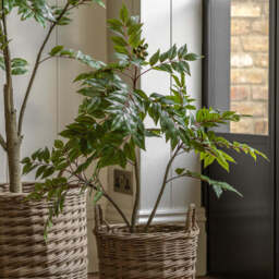 Artificial Potted Chinese White Olive Tree, Small