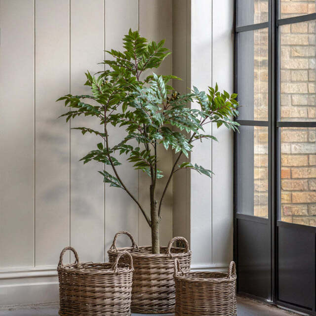 Artificial Potted Chinese White Olive Tree, Large - image 1