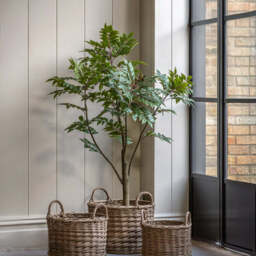Artificial Potted Chinese White Olive Tree, Large - thumbnail 1