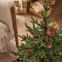 3' Buckingham Pine Potted Tree