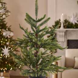 Nordmann Fir PreLit Potted Tree  3 Ft Tall