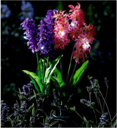 2 X Hyacinth Style Solar Stake Lights - Pink & Purple Flower Shaped Outdoor Garden Lighting Decorations - Each Measure H70Cm