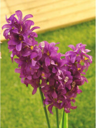 2 X Hyacinth Style Solar Stake Lights - Pink & Purple Flower Shaped Outdoor Garden Lighting Decorations - Each Measure H70Cm - thumbnail 7