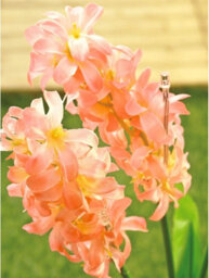 2 X Hyacinth Style Solar Stake Lights - Pink & Purple Flower Shaped Outdoor Garden Lighting Decorations - Each Measure H70Cm - thumbnail 6