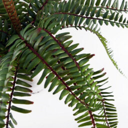 Leaf 40Cm Artificial Fern Bush In Decorative Planter - thumbnail 8
