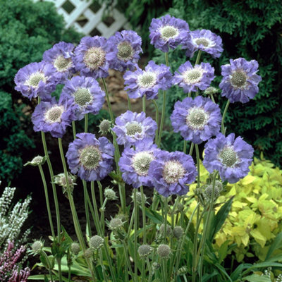 You Garden - 2 X Scabiosa Caucasica 'fama Deep Blue' In A 9Cm Pot - image 1