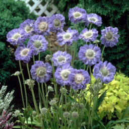 You Garden - 2 X Scabiosa Caucasica 'fama Deep Blue' In A 9Cm Pot - thumbnail 1