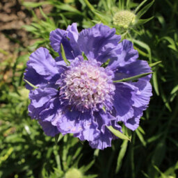 You Garden - 2 X Scabiosa Caucasica 'fama Deep Blue' In A 9Cm Pot - thumbnail 2