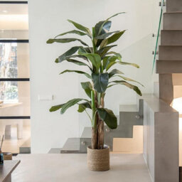 Artificial Plant Banana Tree, Maia Shop For Home And Office Decoration, 210Cm - thumbnail 2