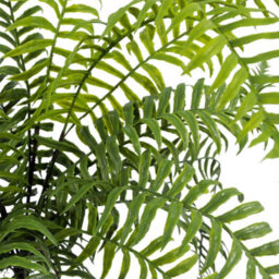 Leaf Artificial Fern Plant Realistic 50Cm Artificial Boston Fronded Fern Plant Botanik - thumbnail 5