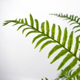 Leaf Artificial Fern Plant Realistic 50Cm Artificial Boston Fronded Fern Plant Botanik - thumbnail 3