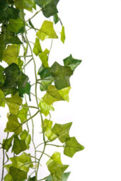 Best Artificial 100Cm English Trailing Ivy Garland Strings Strands Twines Decoration - Ti03 - thumbnail 2