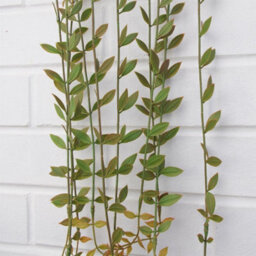 Leaf Pack Of 12 X 120Cm Artificial Hanging Extra Long String Of Pearls - thumbnail 7