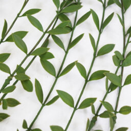 Leaf Pack Of 12 X 120Cm Artificial Hanging Extra Long String Of Pearls - thumbnail 4