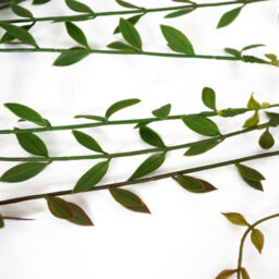 Leaf Pack Of 12 X 120Cm Artificial Hanging Extra Long String Of Pearls - thumbnail 5