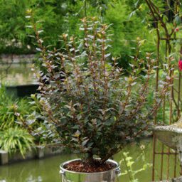 Marshalls Garden Physocarpus Opulifolius 'little Joker' - Compact Burgundy-Foliage Shrub, Pack Of 3 X 9Cm