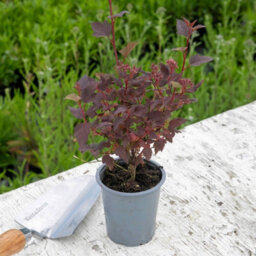 Marshalls Garden Physocarpus Opulifolius 'little Joker' - Compact Burgundy-Foliage Shrub, Pack Of 3 X 9Cm - thumbnail 4