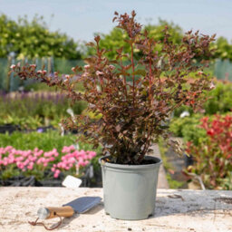 Marshalls Garden Physocarpus Opulifolius 'little Joker' - Compact Burgundy-Foliage Shrub, Pack Of 3 X 9Cm - thumbnail 5