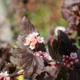 Marshalls Garden Physocarpus Opulifolius 'little Joker' - Compact Burgundy-Foliage Shrub, Pack Of 3 X 9Cm - thumbnail 2