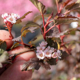Marshalls Garden Physocarpus Opulifolius 'little Joker' - Compact Burgundy-Foliage Shrub, Pack Of 3 X 9Cm - thumbnail 3