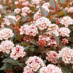 Marshalls Garden Physocarpus Opulifolius 'little Joker' - Compact Burgundy-Foliage Shrub, Pack Of 3 X 9Cm - thumbnail 6